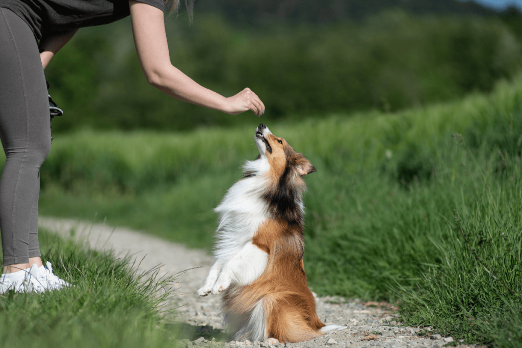 animal training center in Syracuse
